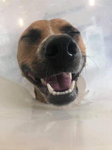 dog in cone smiling