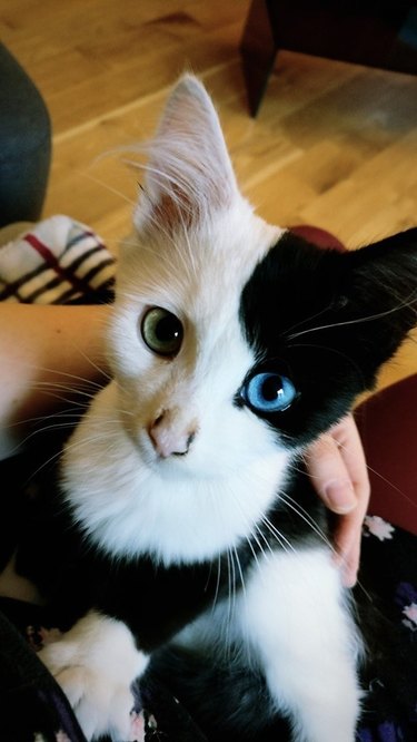 cat sits in person's lap