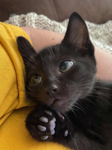 black cat looks lovingly at person