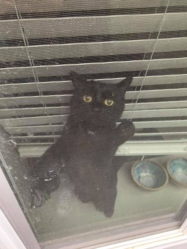 black cat is sad when human leaves for work