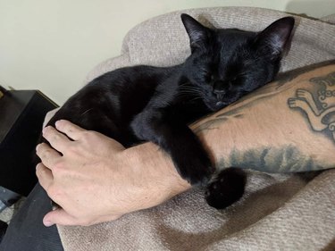 black cat holds onto arm