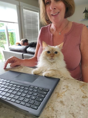 cat sits with woman at counter