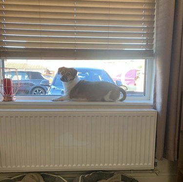 dog on windowsill