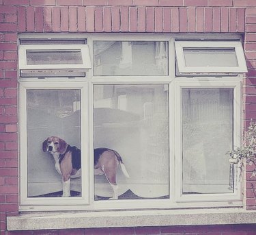 beagle on windowsill