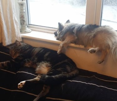 dog and cat on windowsill