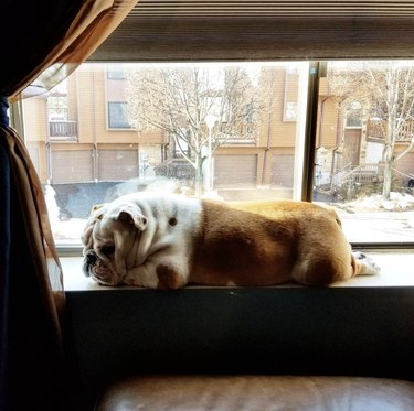bulldog lying down on windowsill