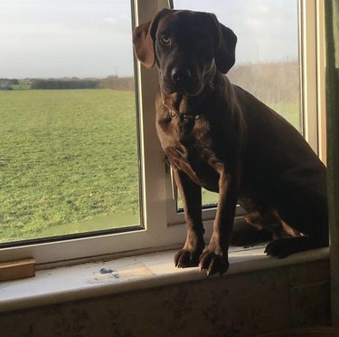 dog standing on windowsill