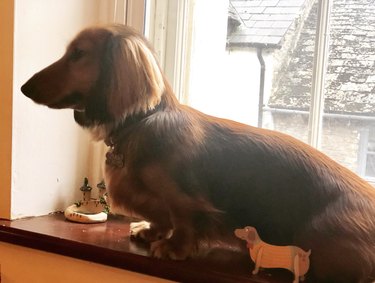 dachshund on windowsill