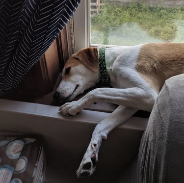 dog sleeping on windowsill