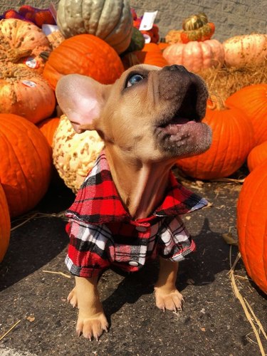 dog howling in a flannel shirt
