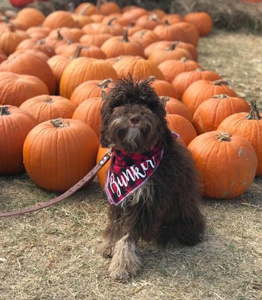 hairy dog in front of pumpkins