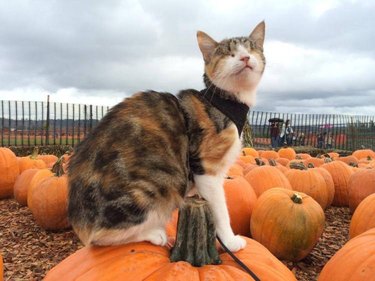blind cat on pumpkin