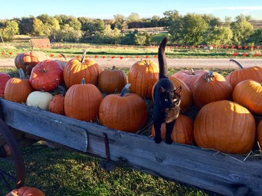 black cat on wagon full of pumpkins