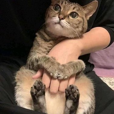 cat wraps paws around hand