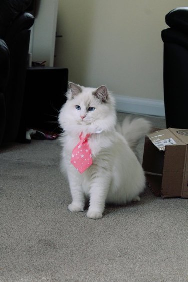 Cat wearing necktie.