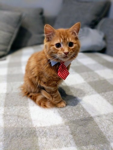 Kitten wearing necktie.