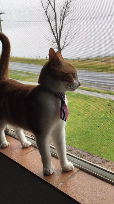 Kitten wearing necktie looking out window