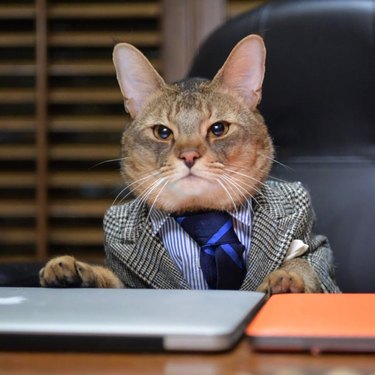 Cat wearing suit and tie.