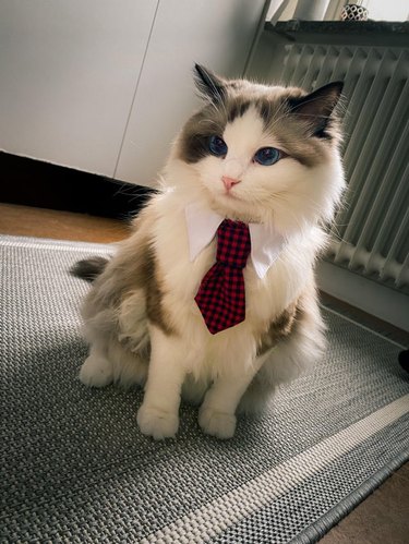 Cat wearing necktie.