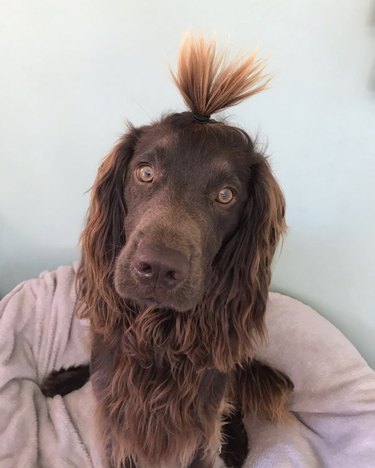 cocker spaniel with high ponytail