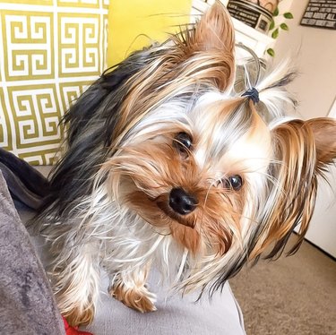 yorkie with a small ponytail