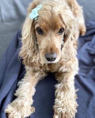 dog with blue hair clip