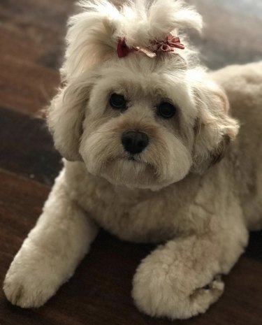 dog with pink hair clips