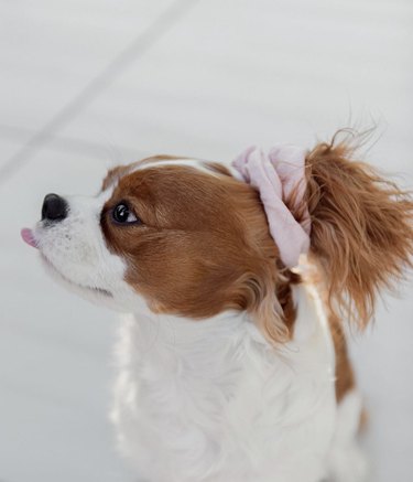 dog wearing a scrunchie