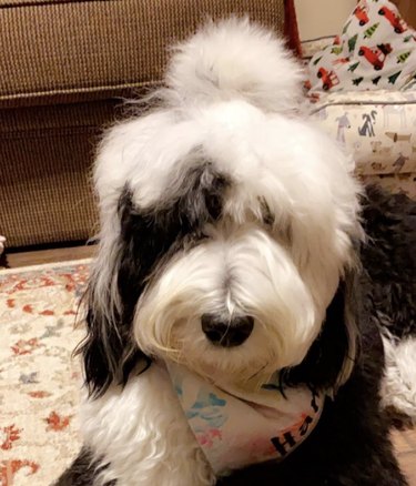 dog with fluffy ponytail
