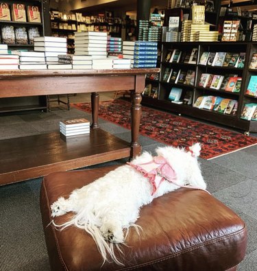 dog with ponytail lying down