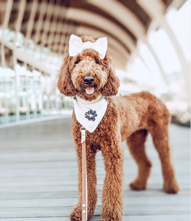 dog with white bow