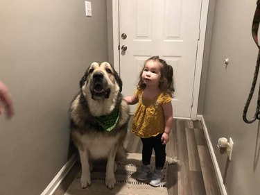 big dog guards toddler