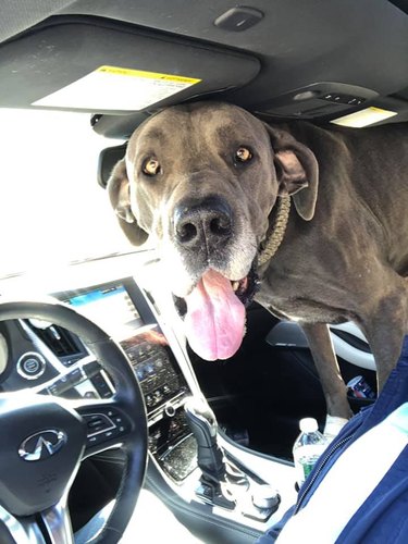 big dog in front seat of car