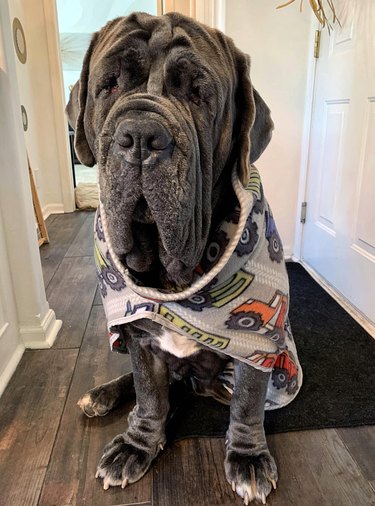 big Neapolitan Mastiff dog