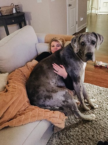 big dog sits on woman's lap