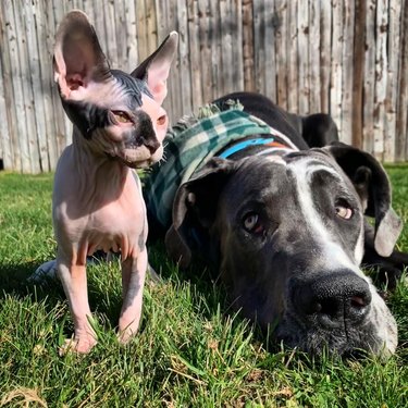 big dog and hairless cat