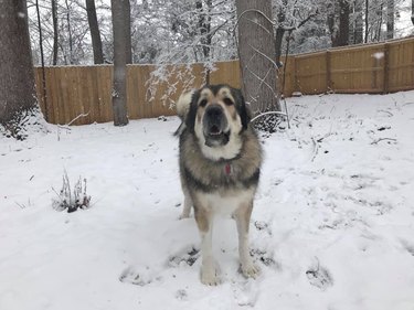 big dog in backyard