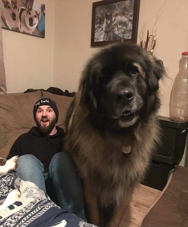 huge dog poses with man for photo