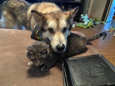 big dog rests head on cat