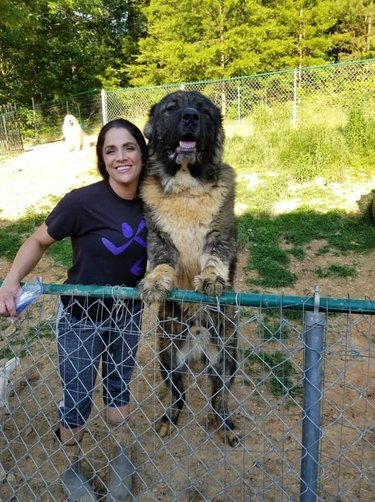 big dog towers over human