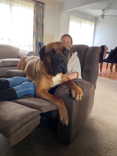 big dog sits on human's lap