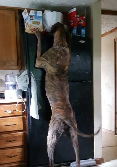 tall dog on hind legs pulls treats from top of fridge