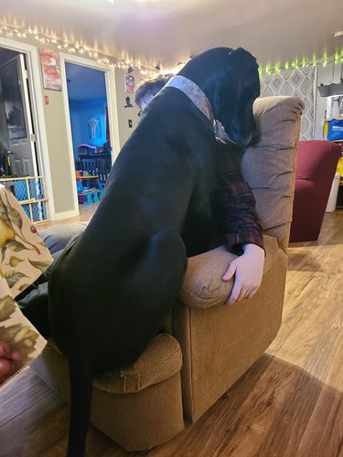 big dog pancakes human on chair