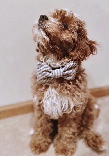 puppy with striped bow tie