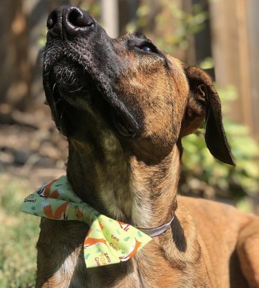 dog in print bowtie