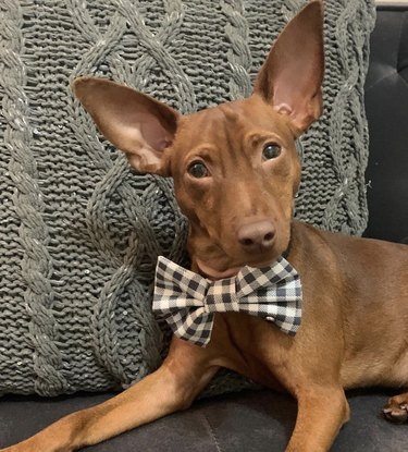 dog with big gingham bowtie