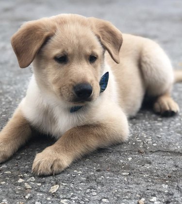 puppy in dark blue bowtie