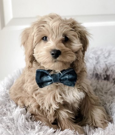 dog in dark green bowtie