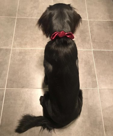 dog with red bowtie
