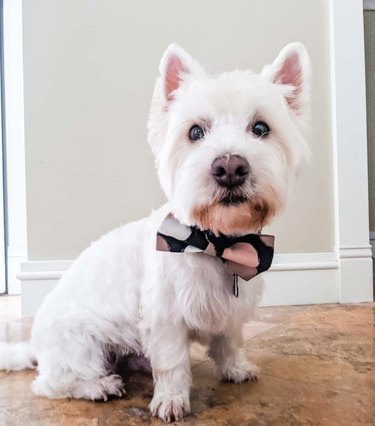 white dog with polka dot bowtie